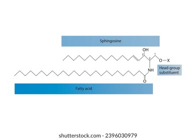 Diagram showing schematic molecular structure of Sphingolipid - including fatty acid, head group, glycerol and substituent Scientific vector illustration.