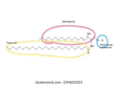Diagram showing schematic molecular structure of Sphingolipid - including fatty acid, head group, glycerol and substituent Scientific vector illustration.