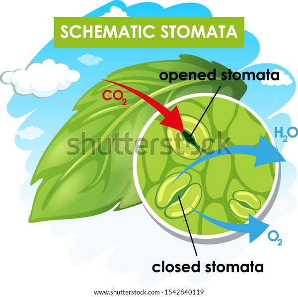 Diagram showing\
schematic stomata\
illustration