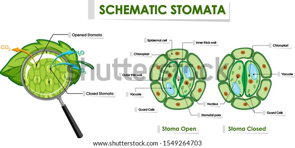 Diagram showing
schematic stomata
illustration