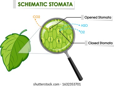 Diagram showing schematic stomata on leaf illustration