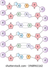 Diagram Showing The Sequences Of Colored Nucleotides