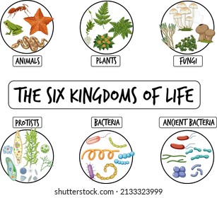 Diagram showing six kingdoms of life illustration