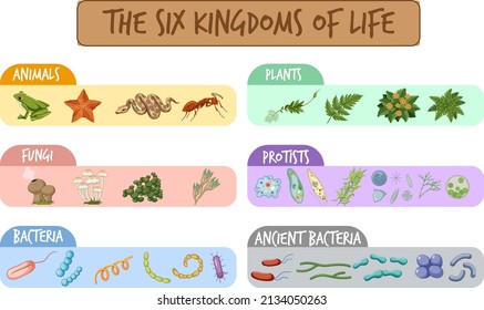 Diagram showing six kingdoms of life illustration