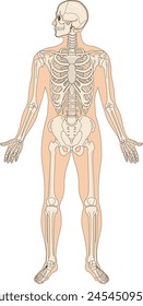 Diagram showing skeleton system vector