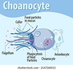 Diagram showing sponge choanocyte structure illustration