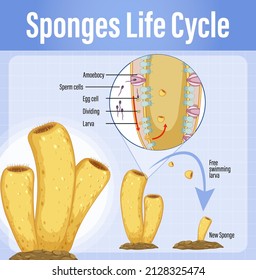 Diagram showing sponges life cycle illustration