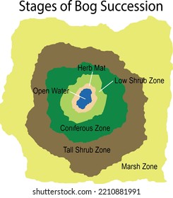 Diagram Showing Stages Of Bog Succession For An 
Open-water Quaking Bog Terrestrial System  