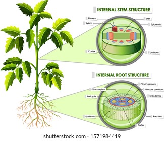 Diagram Showing Stem Root Structure Illustration Stock Vector (Royalty ...