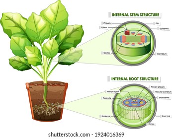 Diagram showing stem and root structure illustration