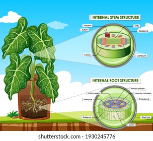 Diagram showing stem and root structure illustration