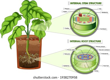 Diagram showing stem and root structure illustration
