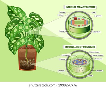 Diagrama que muestra la ilustración de estructura raíz y raíz