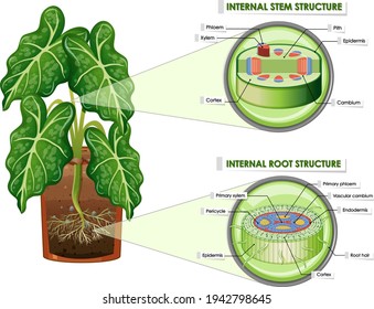 Diagram showing stem and root structure illustration