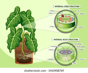 Diagram showing stem and root structure illustration