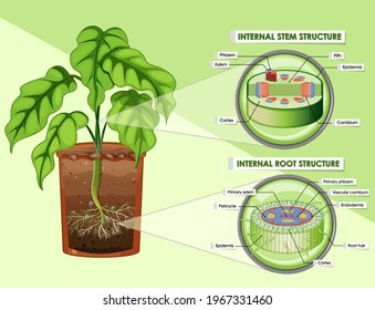 Diagram showing stem and root structure illustration