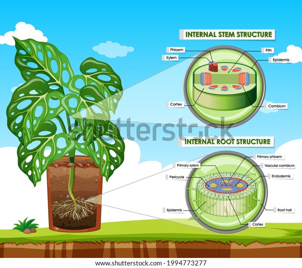 Diagram Showing Stem Root Structure Illustration Stock Vector (Royalty ...