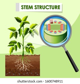 Diagram showing stem structure of plant illustration