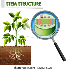 Diagram showing stem structure of a plant illustration