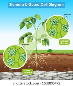 Diagram showing stomata and guard cell illustration