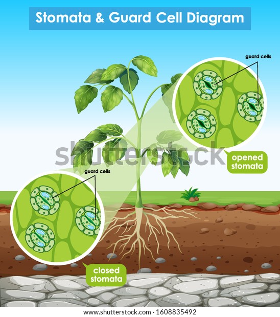 Diagram\
showing stomata and guard cell\
illustration