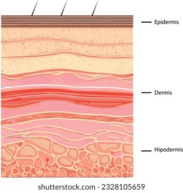 Diagram showing the structure of a skin, part of the skin