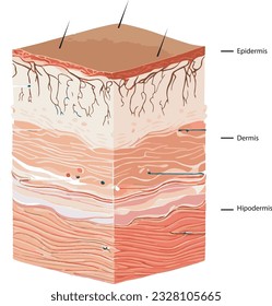 Diagram showing the structure of a skin, part of the skin