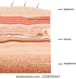 Diagram showing the structure of a skin, part of the skin