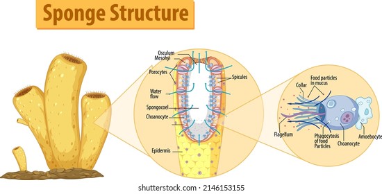 Diagram showing structure of sponge illustration