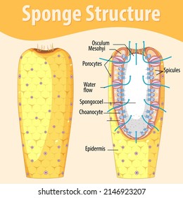 Diagram showing structure of sponge illustration