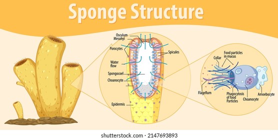 Diagram showing structure of sponge illustration