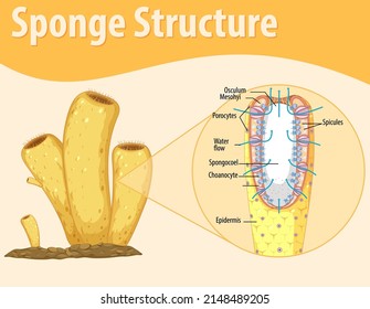 Diagram Showing Structure Sponge Illustration Stock Vector (Royalty ...