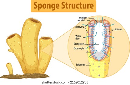 Diagram showing structure of sponge illustration