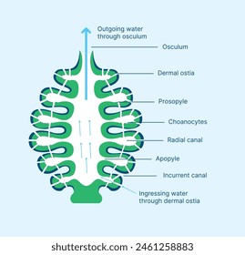 Diagram showing structure of sponge illustration, Canal System - Porifera