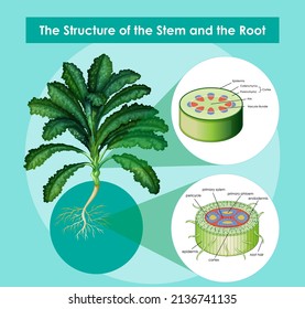 Diagram Showing Structure Stem Root Illustration Stock Vector (Royalty ...