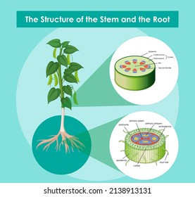 1,590 Stem cell cartoon Images, Stock Photos & Vectors | Shutterstock