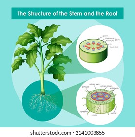 Diagram showing the structure of the stem and the root illustration
