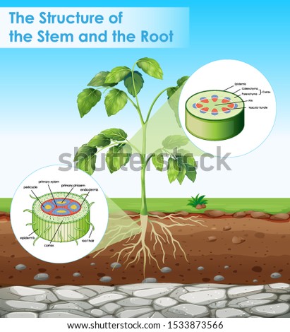 cellular structure Leaf