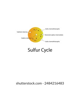 Diagram showing Sulphur cycle - conversion from SH2, SO4 - via bacteria - Sulfur chemolithotrophic, sulphur reducing, sulphate reducing.