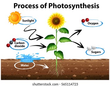 Photosynthesis Images Stock Photos Vectors Shutterstock