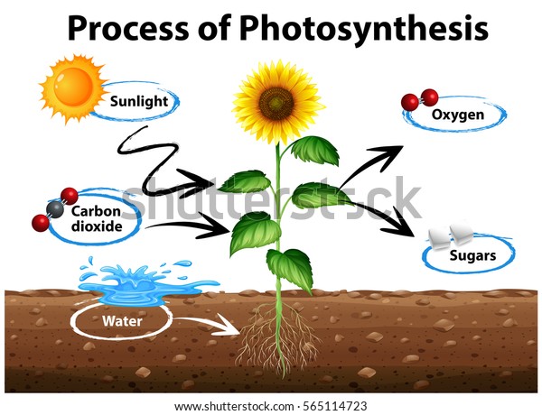 Diagram Showing Sunflower Process Photosynthesis Illustration Stock ...