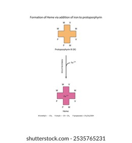 Diagrama que muestra la síntesis de hemo de la protoporfirina III a través de la adición de hierro a través de la reacción química de la enzima ferroquelatasa. Diagrama de estructura esquelética.