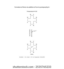 Diagrama que muestra la síntesis de hemo de la protoporfirina III a través de la adición de hierro a través de la reacción química de la enzima ferroquelatasa. Diagrama de estructura esquelética.