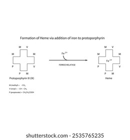 Diagrama que muestra la síntesis de hemo de la protoporfirina III a través de la adición de hierro a través de la reacción química de la enzima ferroquelatasa. Diagrama de estructura esquelética.