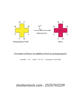 Diagrama que muestra la síntesis de hemo de la protoporfirina III a través de la adición de hierro a través de la reacción química de la enzima ferroquelatasa. Diagrama de estructura esquelética.