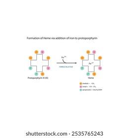 Diagrama que muestra la síntesis de hemo de la protoporfirina III a través de la adición de hierro a través de la reacción química de la enzima ferroquelatasa. Diagrama de estructura esquelética.