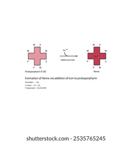 Diagrama que muestra la síntesis de hemo de la protoporfirina III a través de la adición de hierro a través de la reacción química de la enzima ferroquelatasa. Diagrama de estructura esquelética.