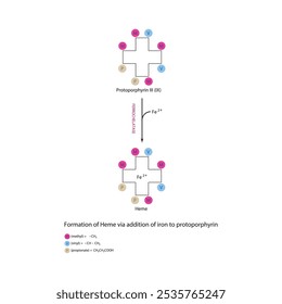 Diagrama que muestra la síntesis de hemo de la protoporfirina III a través de la adición de hierro a través de la reacción química de la enzima ferroquelatasa. Diagrama de estructura esquelética.