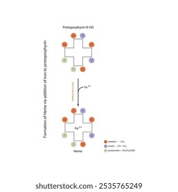 Diagrama que muestra la síntesis de hemo de la protoporfirina III a través de la adición de hierro a través de la reacción química de la enzima ferroquelatasa. Diagrama de estructura esquelética.