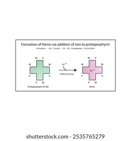 Diagrama que muestra la síntesis de hemo de la protoporfirina III a través de la adición de hierro a través de la reacción química de la enzima ferroquelatasa. Diagrama de estructura esquelética.